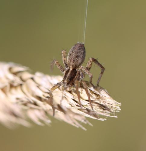 Pardosa sp.